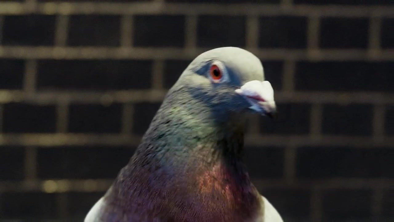 VIRGIN MONEY – Pigeon