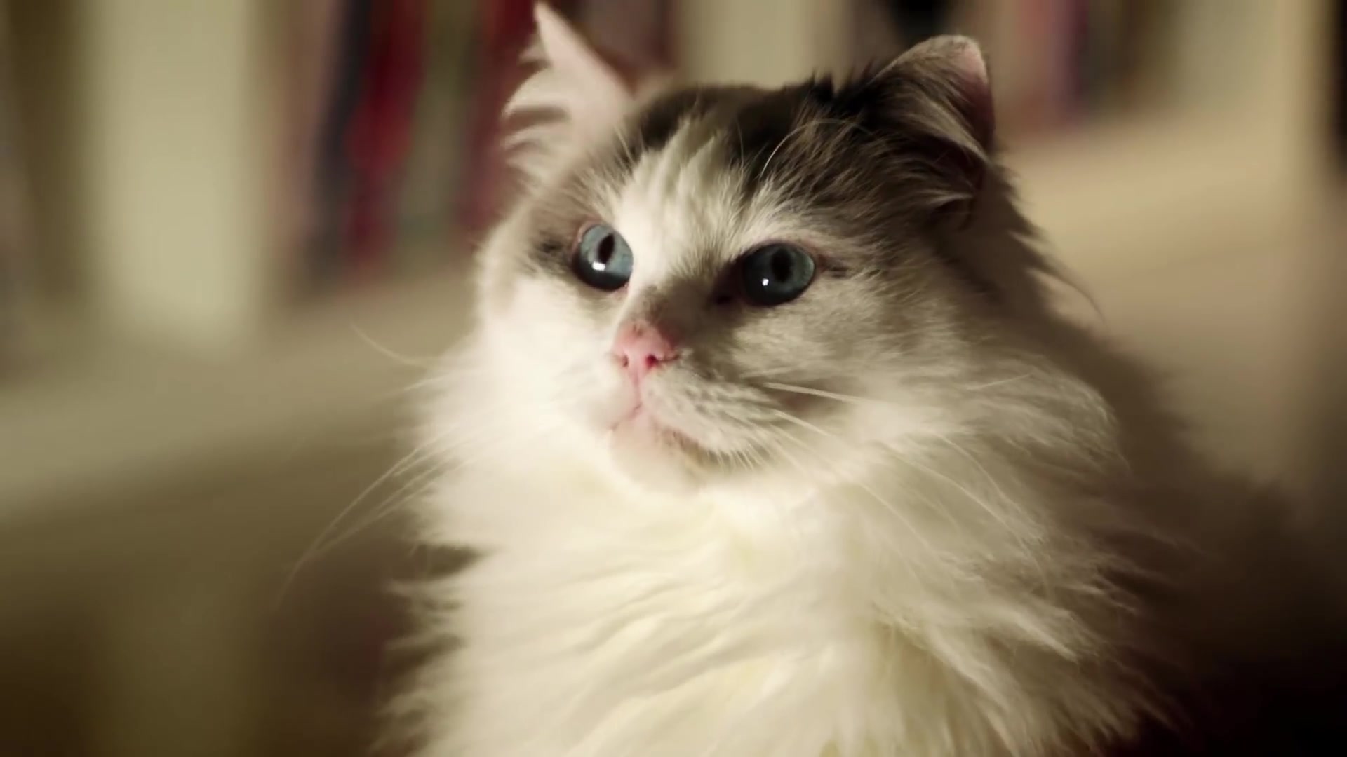 BBC – Single White Feline